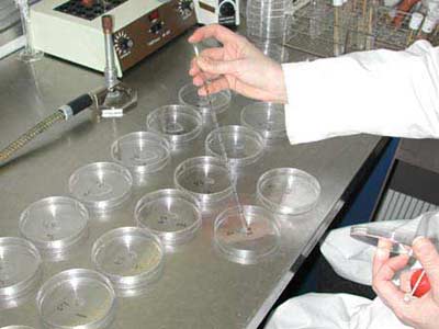 Inoculum - Photo : CEAEQ